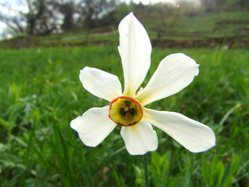 015 Narcissus Poeticus